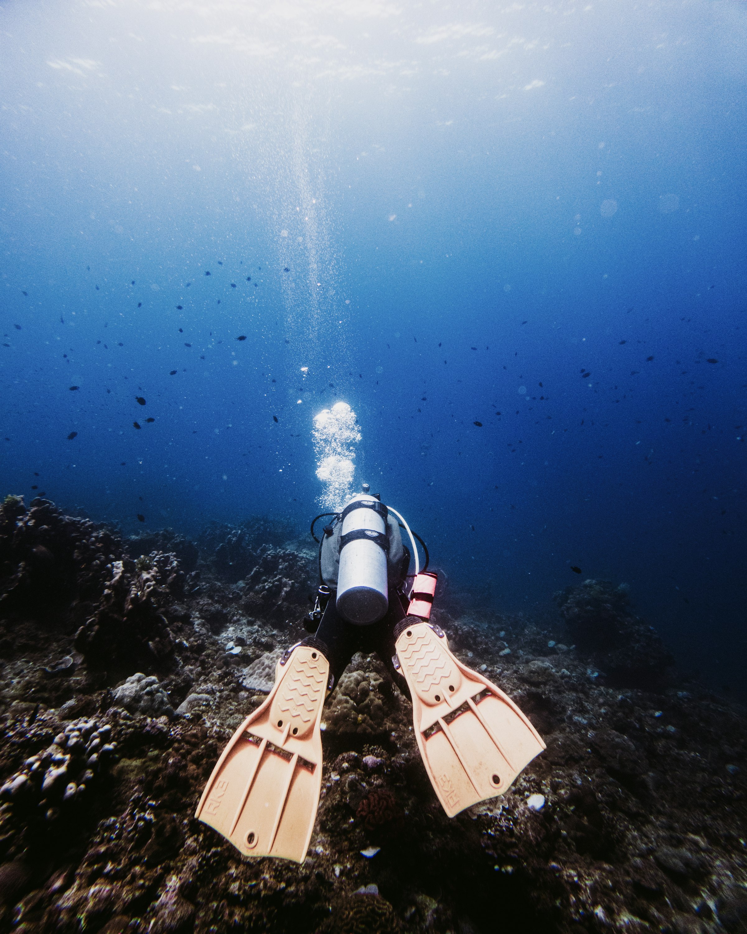A diver exploring a Red Sea coral reef